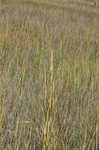 Smooth cordgrass